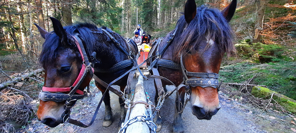 GastroTour with horse-drawn carts in Lazaresti