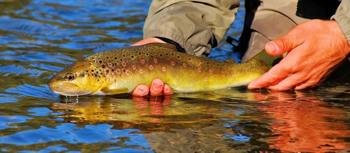 Guided fly fishing tour at the foothills of the Harghita Mountains